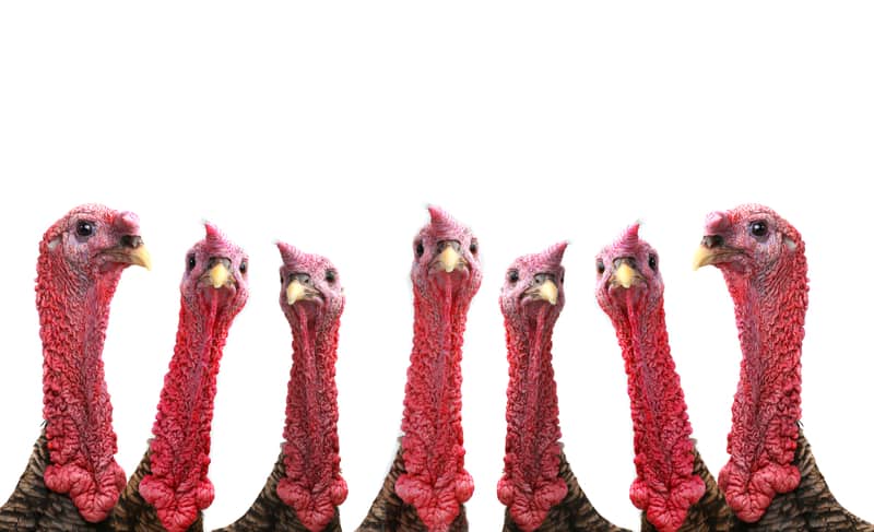 Картинки по запросу turkey bird