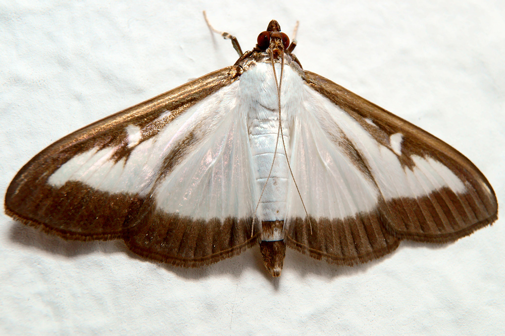 Pictures Of Brown And White Moths