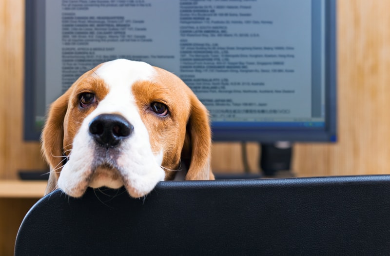 Would you like to take your dog to work? Staff at Nestlé can.