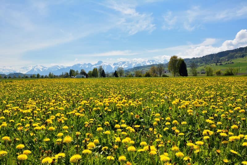 46 percent of Switzerland's plant and animal life at risk from human  activity