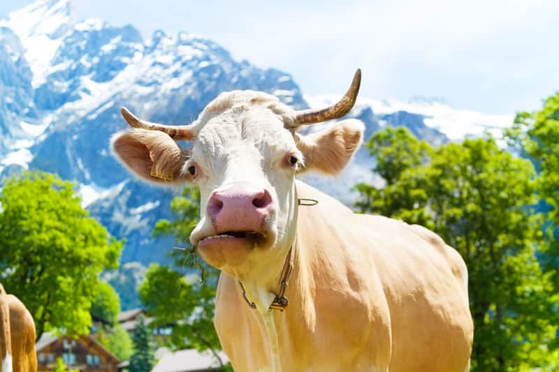 Swiss cow horn vote this weekend