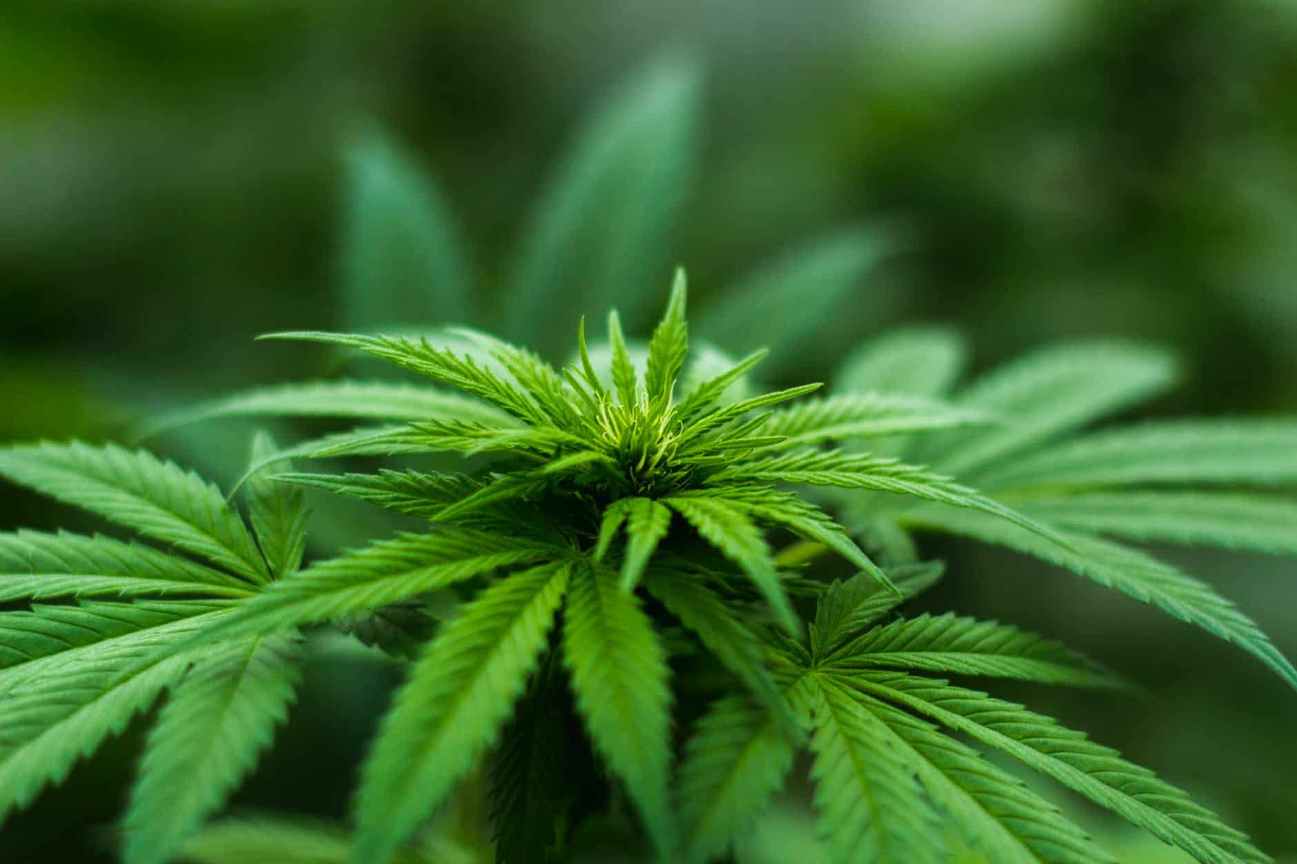 Cannabis far easier to prescribe in Switzerland from 1 August